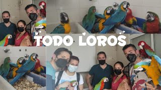 🦜criadero de LOROS🐣de mi amigo👉PEDRO CARMONA💪🔥 [upl. by Hanni]