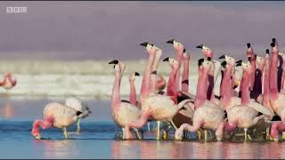 March of the Flamingoes Funny [upl. by Drol977]