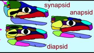 PL2 FOSSIL REPTILES ANAPSIDS DIAPSIDS SYNAPSIDS [upl. by Foy]