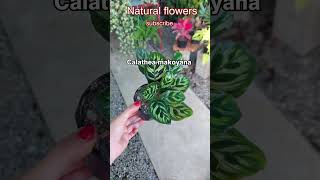 quotExploring the Majestic Beauty of Calathea Makoyana The Peacock Plantquot [upl. by Jochebed]