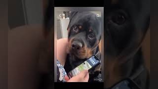 Dog reacts to doggy daycare call🤣 viral comedy funny comedianlsd subscribe trending [upl. by Whitson]