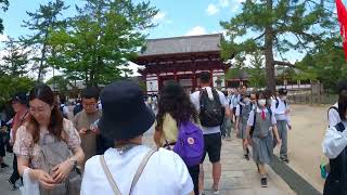 Nara Deer Todaiji Temple [upl. by Hanas]