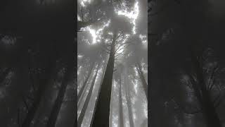 Deep into the pine forest subscribe northbengal lava youtubeshorts [upl. by Eelatan]