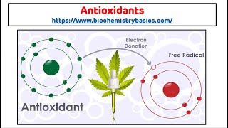 Antioxidants  Antioxidants Biochemistry  Free Radical Scavengers [upl. by Drofla]