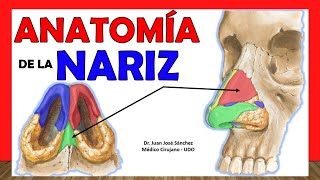 🥇 ANATOMÍA DE LA NARIZ ¡Explicación Fácil y Sencilla [upl. by Nwahsirhc601]