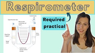 Alevel Biology RESPIROMETER AQA required practical How to measure the rate of respiration [upl. by Jelks881]