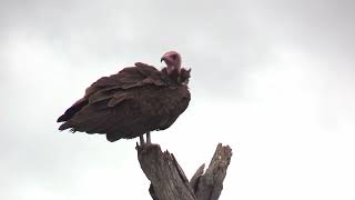 Lappetfaced vulture  Kruger National Park [upl. by Baptist]