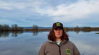 Sauvie Island Wildlife Area Hunt Report Jan 2 2018 [upl. by Thayer]