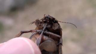 Predaceous Diving Beetle Dytiscidae Cybister fimbriolatus Male in Hand [upl. by Neeli]