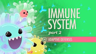 Immune System Part 2 Crash Course Anatomy amp Physiology 46 [upl. by Giffer]