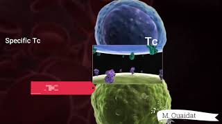 Activation of lymphocytes Tc 3d [upl. by Hanley]