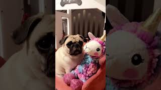 Pug puppy love 💕 dog pug trending dogs pugs cute shorts video love puglife pets [upl. by Brear908]