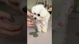 My little dog can dress itself  asmr trending doglover trending cute cutedog [upl. by Celio]