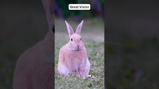 Rabbit Facts You NEVER Knew shorts trending [upl. by Leschen]