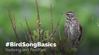 BirdSongBasics  Redwing and Fieldfare [upl. by Lukin]