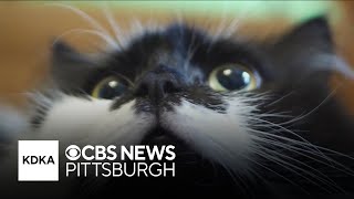 Experts fear new spayneuter program would take away second chances from community cats [upl. by Symons]