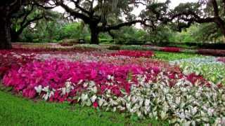 Among the CaladiumsBrookgreen Gardens [upl. by Acirred]