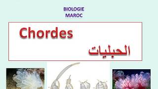 chordes  الحبليات [upl. by Yorztif]