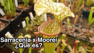 ¿Qué es una Sarracenia x Moorei  Híbridos naturales de Sarracenias [upl. by Elihu]