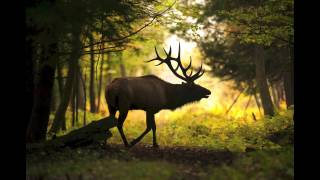 A look at Pennsylvanias elk herds [upl. by Eixid]