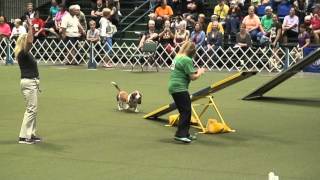 Diesel the Basset Hound at the 2015 AKC Agility Invitational [upl. by Arriek107]