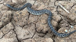 Baby python hatched in 7 days 🐍 [upl. by Ikciv125]