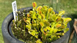 Gazing at a Dionaea Muscipula ‘King Henry’ amp Utricularia bisquamata [upl. by Engracia]