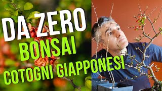 fare un bonsai da zero con piantine di cotogni giapponesi [upl. by Volotta124]