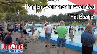 Honden zwemmen in zwembad quotHet Baafjequot [upl. by Lindahl]