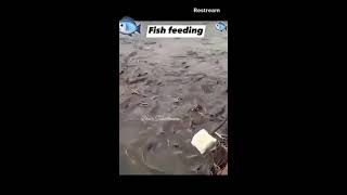 Fish feedingLive asmr storytellingloop clip [upl. by Assiralk]