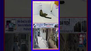 Costly Cat Billi Ki Ghar Ke Paas Se Chori  CCTV  6 Naujawano Ne Kiya Ye Karnama  Kurmaguda Hyd [upl. by Hatnamas]