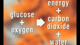 GCSE Science Revision  Respiration [upl. by Ylrehs]