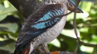 Blue Winged Kookaburra Female Dacelo leachii [upl. by Ellenoj260]