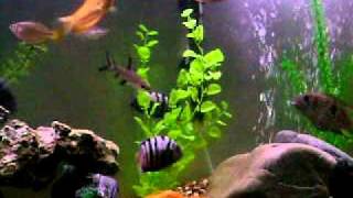 55g Convict Vs Blue Acara Cichlids fighting [upl. by Arata]