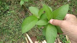 SAMBONG PLANTS HERBAL gamot sa manas my experience [upl. by Novehc]