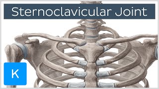 Sternoclavicular Joint  Location amp Movements  Human Anatomy  Kenhub [upl. by Citron]