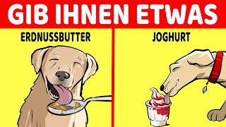 10 Menschliche Lebensmittel Die Für Hunde Gesund Sind [upl. by Yrocal66]