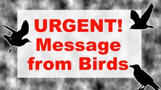 Urgent Message From The Birds — Channeled Guidance [upl. by Etrem]