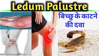 Ledum Pal II Ledum Palustre II Ledum Pal Homeopathic Medicine II Ledum Palustre Homeopathy [upl. by Ailehs]