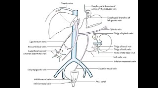 Mnemonics to remember porto caval Portosystemic anastomosis and clinical significance [upl. by Yennaiv285]