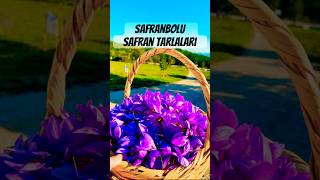 SAFRANBOLU’DA SAFRAN HASADINI İZLEDİK💜safran travelvlog karadeniz doğa karabük nature turkey [upl. by Indys]