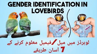 How to differentiate Male and Female in Lovebirds  Tips to identify male amp female in lovebirds [upl. by Choong858]