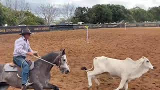 Durkins Gunman amp Rob Durkin 2021 Gold City Futurity campdraft winners [upl. by Fullerton876]