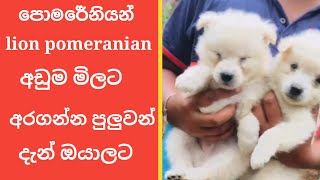 pomeranian puppies price in sri lanka 19  lion pomeranian puppies price in anuradhapura [upl. by Ytisahcal]