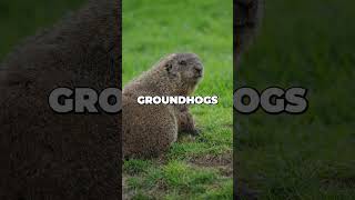 Groundhog Facts Fascinating Wildlife Trivia in Under 1 Minute [upl. by Huldah478]