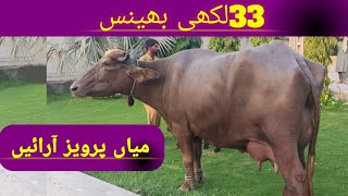 33 lakhi Buffalo  Mian Pervaiz Arrian Dairy Farm  High Milking Buffaloes [upl. by Dixil]