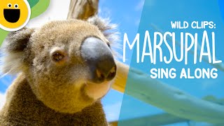 Marsupial SingAlong  Wild Clips Sesame Studios [upl. by Sorcha]