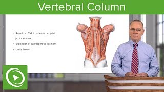 Vertebral Column – Anatomy  Lecturio [upl. by Oedama]