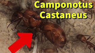 Camponotus Castaneus Queen is doing GREAT 🐜 [upl. by Rodama]