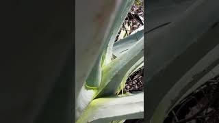 Mosca blanca en maguey espadín shortvideo [upl. by Zackariah]